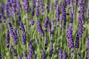  the blooming lavender flowers in Provence, near Sault, France