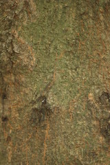 Texture from an old tree