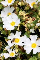 Obraz premium Blooming flower chamomile with leaves, living natural nature