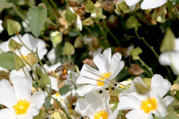 Blooming flower chamomile with leaves, living natural nature