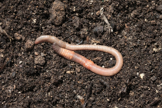 Breeding earthworms in the garden. Macro