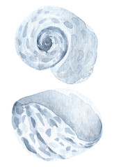 Hand painted watercolor seashell. Hand drawn illustration isolated on white background. Watercolor sea animal clipart.