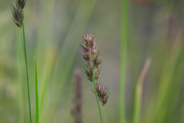 Cock's Foot Inflorescence in Springtime