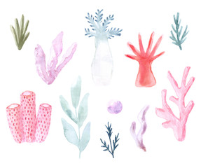 Fototapeta na wymiar Hand painted watercolor coral. Hand drawn illustration isolated on white background. Watercolor sea animal clipart.