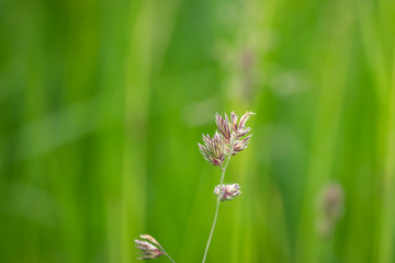 Cock's Foot Inflorescence in Springtime