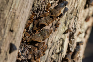 Close-up of tree trunk with wild-grown mushrooms