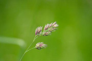 Cock's Foot Inflorescence in Springtime