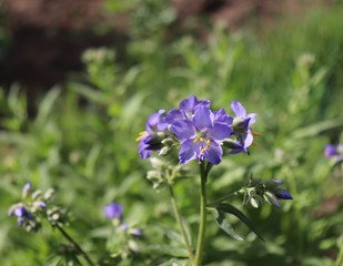 Close up of the blue flowers of an Polemonium plant, also known as Jacob's-ladder or Greek valerian ,Polemoniaceae family in organic garden. Medicinal plants, herbs in the garden.