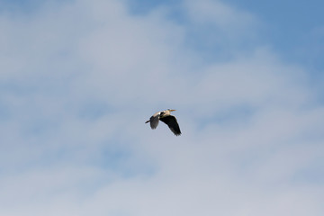 Graureiher Flugbild