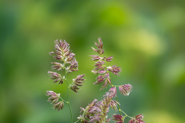 Cock's Foot Inflorescence in Springtime