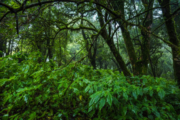 Tropical rain forest