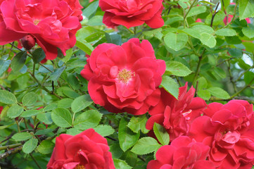 Red tea rose on a background of a green rose bush