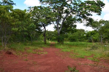 African savannah and forest nature landscape