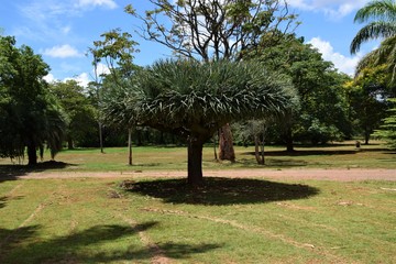 Exotic tree in botanical garden nature landscape
