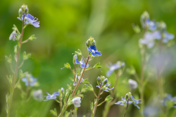 Germander Speedwell Flowers in Bloom in Springtime