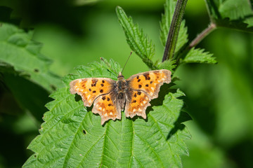 European Comma Butterfly on Leaf in Springtime