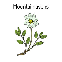 Mountain avens dryas octopetala , or white dryad, medicinal plant