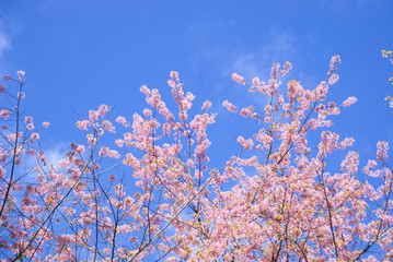Tiger King is similar to Sakura. Often have high mountains in the north of Thailand In the spring