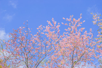 Tiger King is similar to Sakura. Often have high mountains in the north of Thailand In the spring