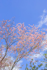 Tiger King is similar to Sakura. Often have high mountains in the north of Thailand In the spring