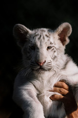Big cats. White tiger close up