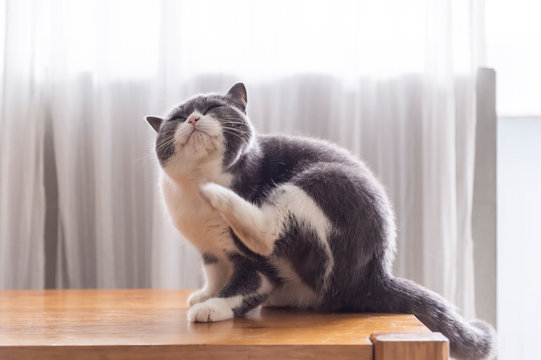 Cute british shorthair, indoor shot