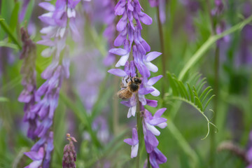 Honeybee on Tufted Vetch Flowers in Springtime