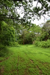 Fototapeta na wymiar African savannah forest path trees green nature landscape