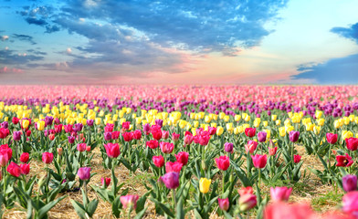 Obraz premium Beautiful blossoming tulips in countryside on spring day
