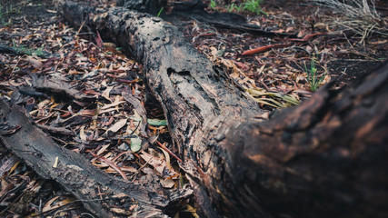 Tree log