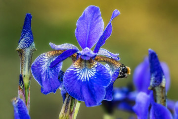 Schwertlilie mit Hummel © Isnurnfoto.