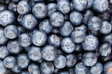 Fresh blueberry background. Texture blueberry berries close up.