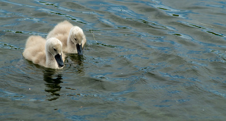 Close up of swan cygnets water level view