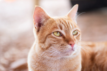 Fototapeta na wymiar Portrait of ginger cat looking something, cute pets