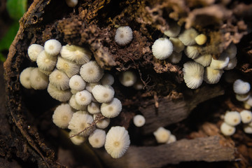 Little white mushroom in dead palm tree, Macro shot