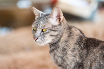 Side view of cute tabby cat looking 