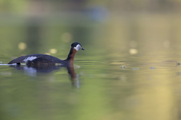 A adult red-necked grebe (Podiceps grisegena) swimming and stretching in a city pond in the capital city of Berlin Germany.