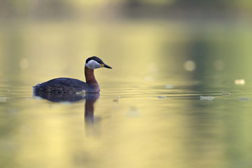 A adult red-necked grebe (Podiceps grisegena) swimming and foraging in a city pond in the capital city of Berlin Germany.