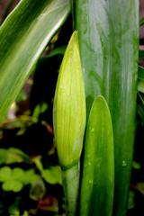 ユリの蕾