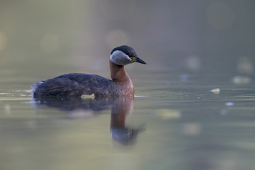 A adult red-necked grebe (Podiceps grisegena) swimming and foraging in a city pond in the capital city of Berlin Germany.
