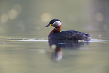 A adult red-necked grebe (Podiceps grisegena) swimming and foraging in a city pond in the capital city of Berlin Germany.