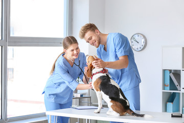 Veterinarians examining cute dog in clinic - obrazy, fototapety, plakaty
