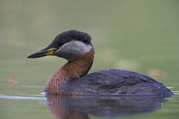A adult red-necked grebe (Podiceps grisegena) swimming and foraging in a city pond in the capital city of Berlin Germany.