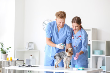 Veterinarians vaccinating cute dog in clinic