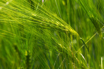 Detail of the green Barley Spike