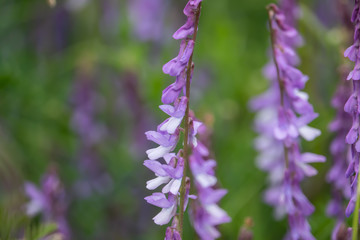 Tufted Vetch Flowers in Bloom in Springtime