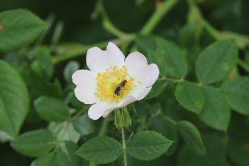 flower in garden with insect in the blossom