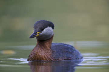 A adult red-necked grebe (Podiceps grisegena) swimming and foraging in a city pond in the capital city of Berlin Germany.