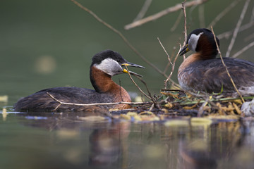 A adult red-necked grebe (Podiceps grisegena) perched on its nest with the partner next to it in the water. All happening in a city pond in the capital city of Berlin Germany.