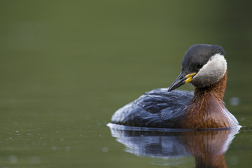 A adult red-necked grebe (Podiceps grisegena) swimming and foraging in a city pond in the capital city of Berlin Germany.